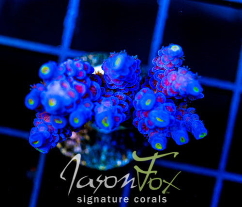 JF JOLT ACRO XXL FRAG