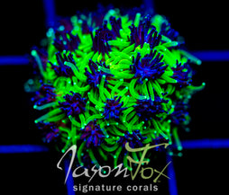 JF INFERNO GALAXIA
