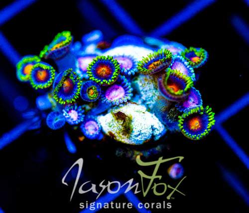 JF DRAGON EYES ZOAS COMBO