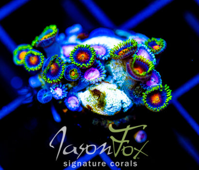 JF DRAGON EYES ZOAS COMBO