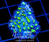 JF BLUEBERRY BLAST HYDNO
