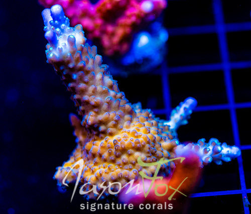 JF COOLERS CHAMPAGNE ACRO XL FRAG