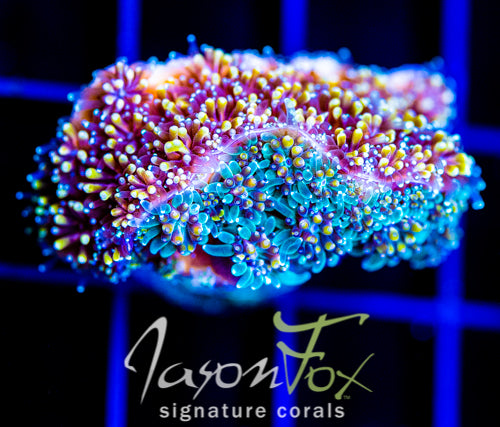 JF FIRE WORKS GALAXIA COMBO