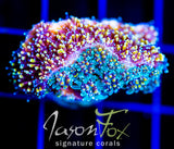 JF FIRE WORKS GALAXIA COMBO