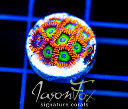 JF VEGAS STRIPS ZOAS