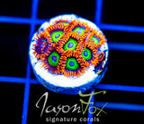 JF VEGAS STRIPS ZOAS