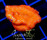 JF REVERSE SUNSET MONTI
