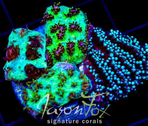 JF HYDNOPHORA PLATTER