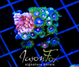 JF BIG BANG ZOA COMBO