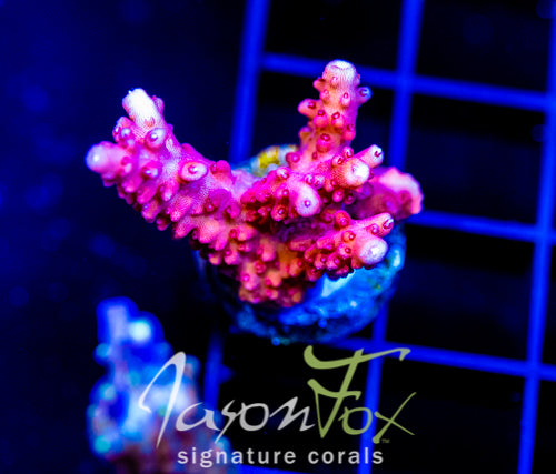 JF HEAT STROKE STAG XL FRAG