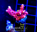 JF HEAT STROKE STAG XL FRAG