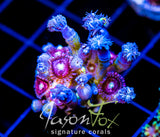 JF YELLOW INFUSED RAINBOW CLOVES COMBO