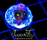 F2M HOLY GRAIL MICROMUSSA 2 POLYPS