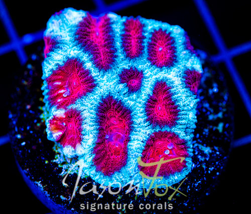 JF FIERY RED FAVIA