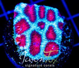 JF FIERY RED FAVIA