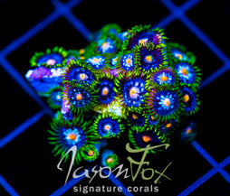 JF ASS MONKEYS ZOAS COMBO