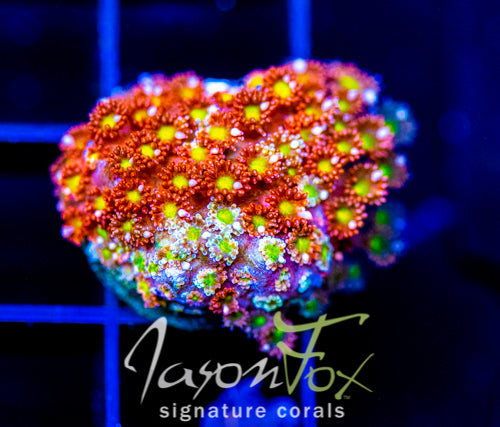 JF KALEIDOSCOPE GONI