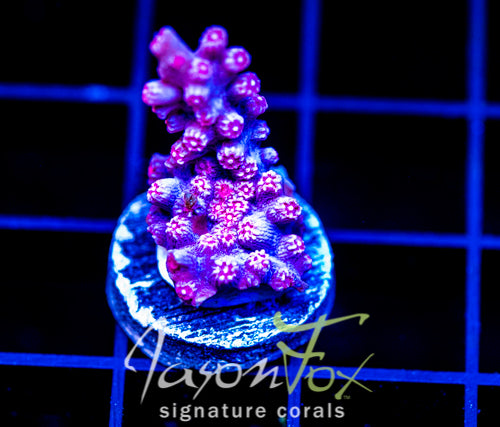 JF PINK BRANCHING CYPHASTREA