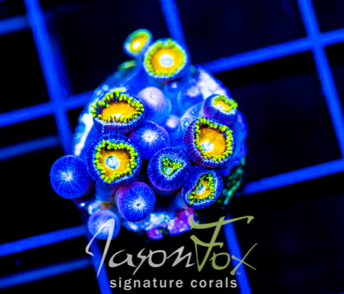JF AUSSIE SCAMBLED EGG ZOAS