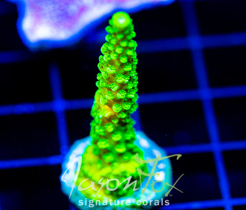 GREEN SLIMER ACRO
