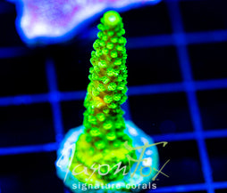 GREEN SLIMER ACRO