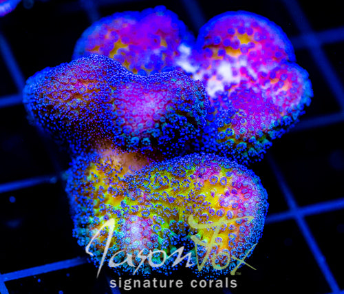 JF BLUEBERRY FIELDS STYLO XL FRAG