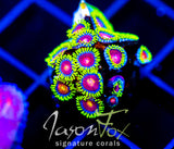 CC SPITFIRE ZOAS