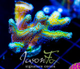 JF ENCHANTED FOREST BN XL FRAG