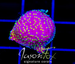 JF YELLOW FEVER MONTI