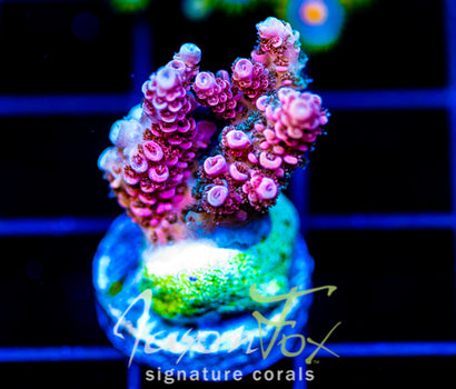 JF SOLAR FLARE MILLE