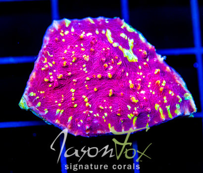 JF GOLD MEISTER CHALICE