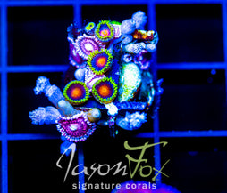 JF DRAGON EYES ZOAS COMBO