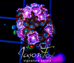 JF ZOA BOUQUET