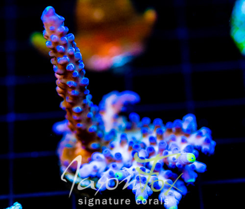 WWC YELLOW TIPS ACRO XXL FRAG