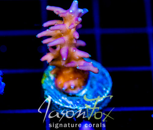 JF PURPLE DRAGON ACRO
