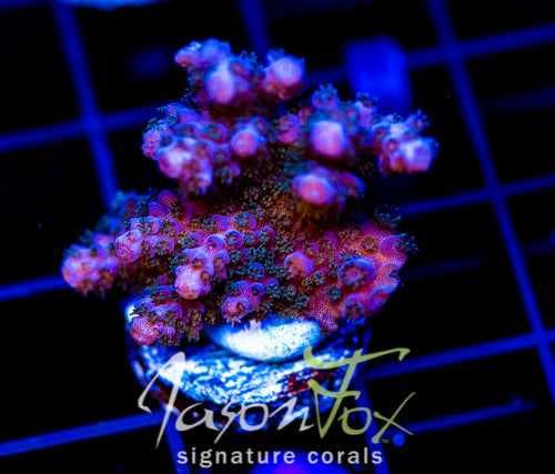 JF BLUE MONSTER MILLE