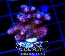 JF BLUE MONSTER MILLE