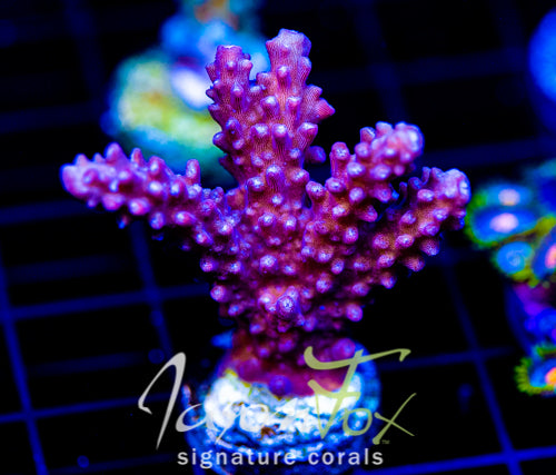 JF DEEP PURPLE STAG