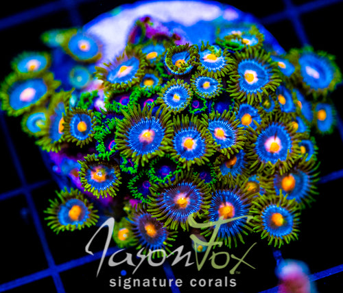 JF ZOA BOUQUET XL FRAG