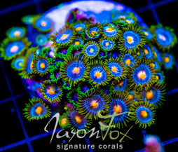 JF ZOA BOUQUET XL FRAG