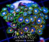 JF ZOA BOUQUET XL FRAG
