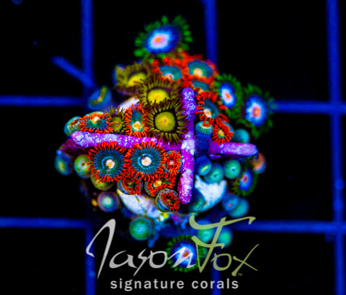 JF SUNFLOWER ZOAS COMBO