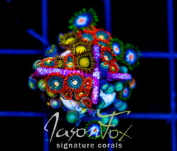 JF SUNFLOWER ZOAS COMBO