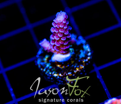 JF BLOWTORCH TENIUS