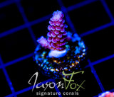 JF BLOWTORCH TENIUS