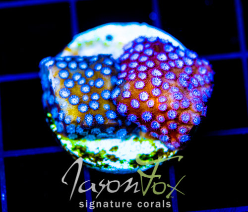 JF FENDER BENDER CYPHASTREA