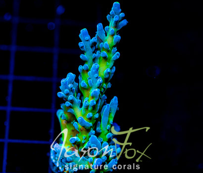 JF LEMONGRASS ACRO XXL FRAG