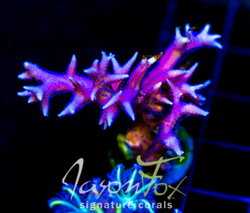 JF PINK FLAMINGO BN XL FRAG