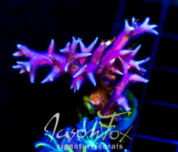 JF PINK FLAMINGO BN XL FRAG