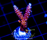 JF RADICAL RED STAG